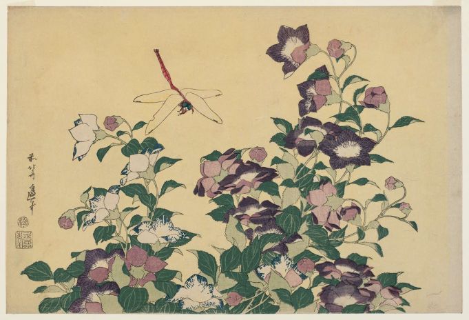 Bellflower and Dragonfly, from an untitled series known as Large Flowers.jpg